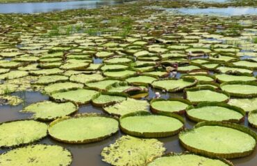 Amazonas und Meer