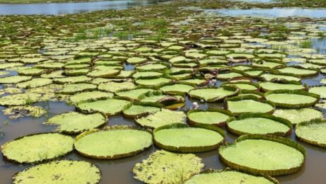 Amazonas und Meer