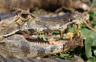 Pantanal