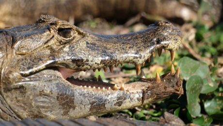 Pantanal